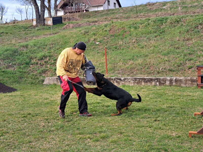 Rottweiler dresati de protectie – Canisa Oderhellen Rottweilers