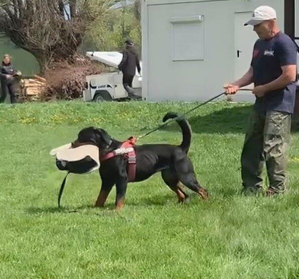 Rottweiler dresati de protectie – Canisa Oderhellen Rottweilers