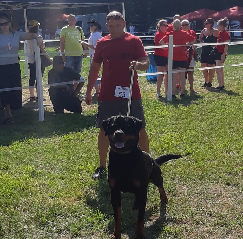 Rottweiler dresati de protectie – Canisa Oderhellen Rottweilers