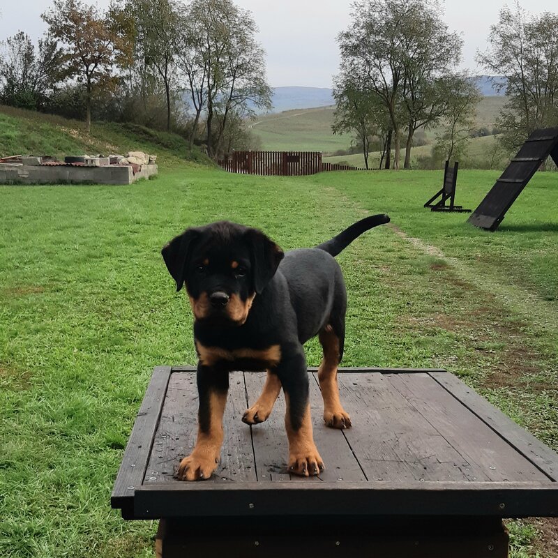 Rottweiler dresati de protectie – Canisa Oderhellen Rottweilers