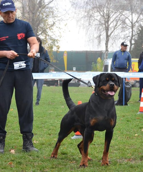 Rottweiler dresati de protectie – Canisa Oderhellen Rottweilers