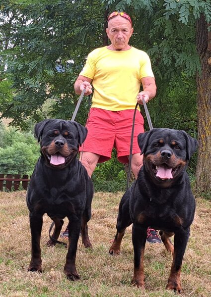Rottweiler dresati de protectie – Canisa Oderhellen Rottweilers