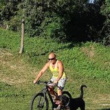 Rottweiler dresati de protectie – Canisa Oderhellen Rottweilers