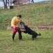 Rottweileri dresati pentru protectie – Canisa Oderhellen Rottweilers