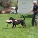 Rottweileri dresati pentru protectie – Canisa Oderhellen Rottweilers