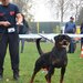 Rottweileri dresati pentru protectie – Canisa Oderhellen Rottweilers
