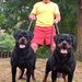 Rottweileri dresati pentru protectie – Canisa Oderhellen Rottweilers